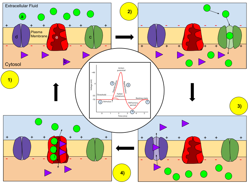 Neuron signal transmission, File:Membrane Permeability of a Neuron During an Action Potential.svg - Wikipedia