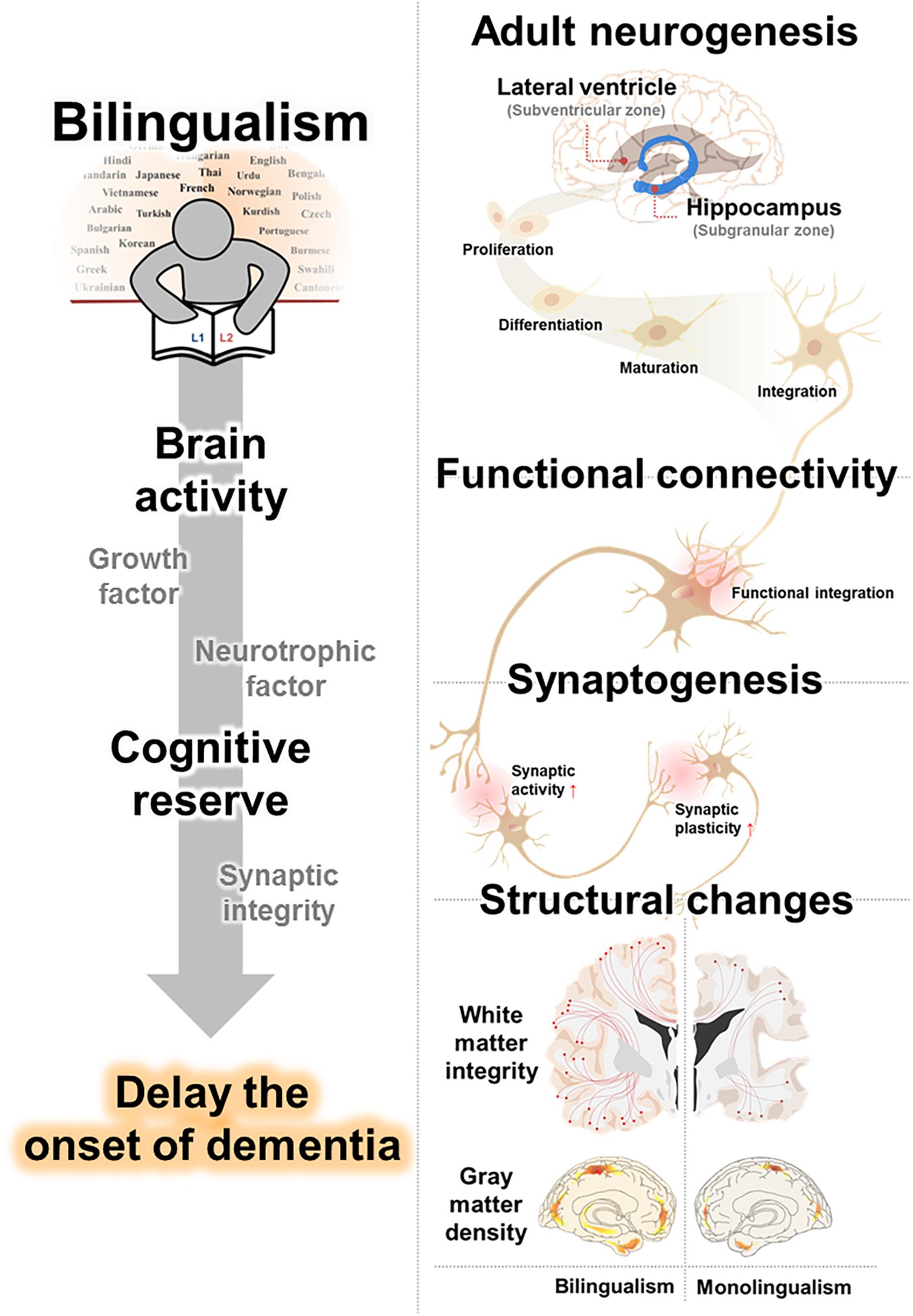 Neuroplasticity in cognitive development, Frontiers | Bilingualism for Dementia: Neurological Mechanisms Associated With Functional and ...