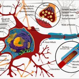Neuroplasticity in cognitive development, Information Well