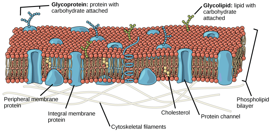 Phospholipid Bilayer, Structure of the Cell Membrane | Biology for Majors I