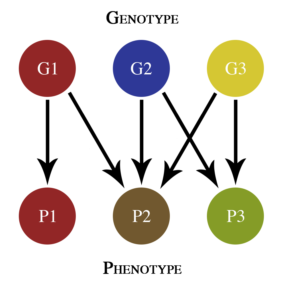 Pleiotropy and complex inheritance patterns, Pleiotropy - Wikipedia