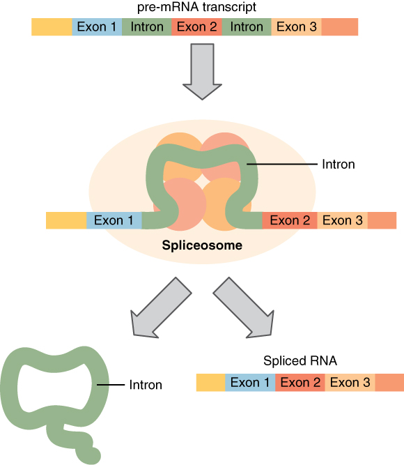 Pre-mRNA Processing and Splicing, Protein Synthesis | Anatomy and Physiology I