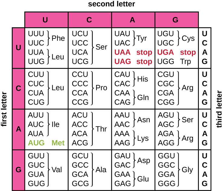 Primary sequence databases, Protein Synthesis (Translation) · Microbiology