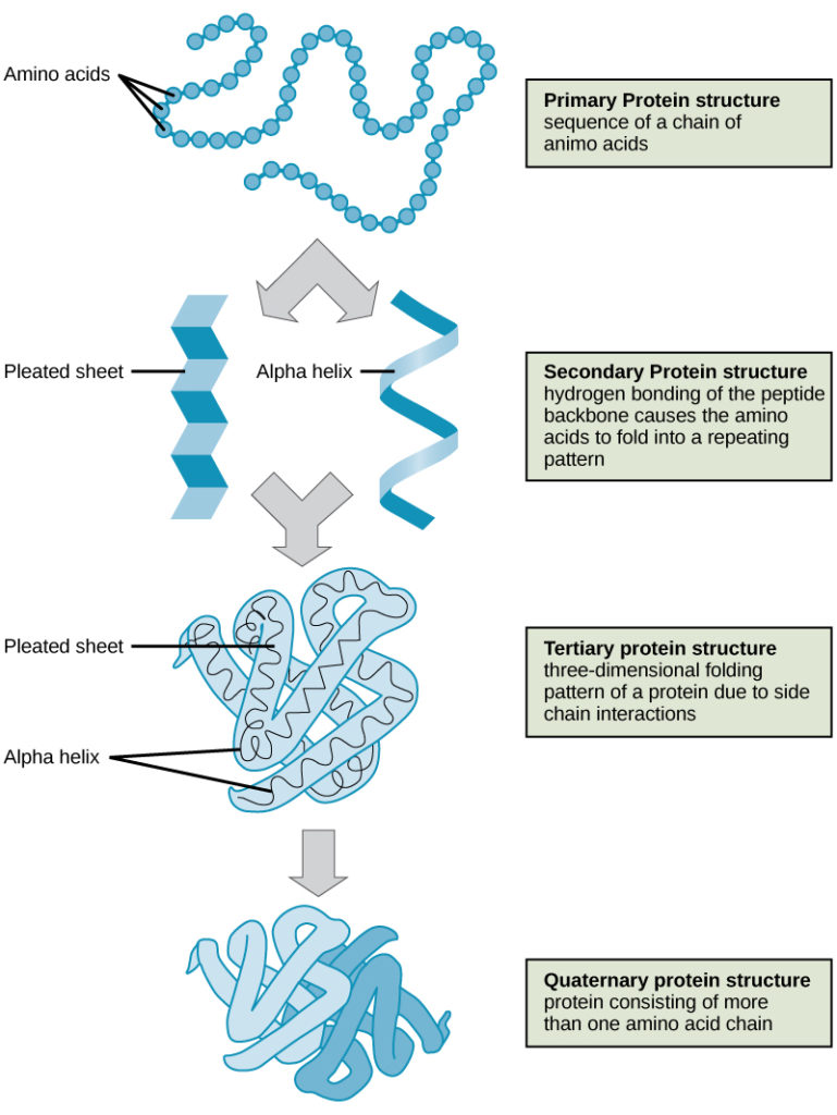 Primary structure, Reading: Protein Structure | Biology (Early Release)