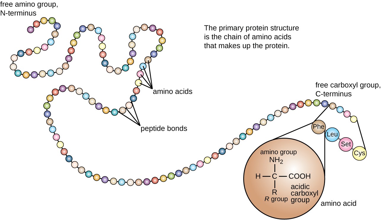 Primary structure, Proteins | Microbiology