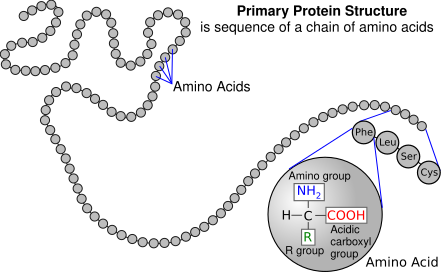 Primary Structure and Higher-Order Structures, File:Protein primary structure.svg - Wikipedia