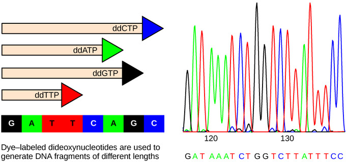 Principles of forensic genetics, DNA Structure and Sequencing | Boundless Biology