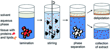 Principles of liquid-liquid extraction, Solid liquid liquid extraction of porcine gastric mucins from homogenized animal material - RSC ...