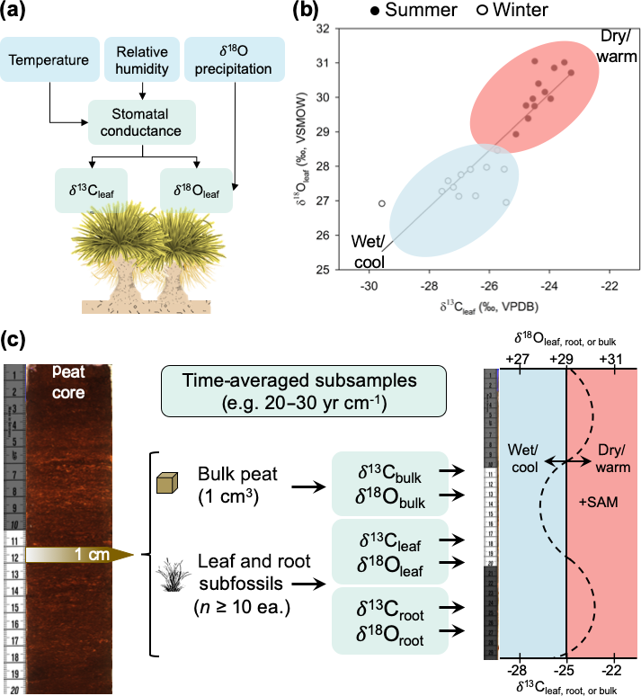 Principles of paleoclimate reconstruction, BG - Modern calibration of Poa flabellata (tussac grass) as a new paleoclimate proxy in the ...