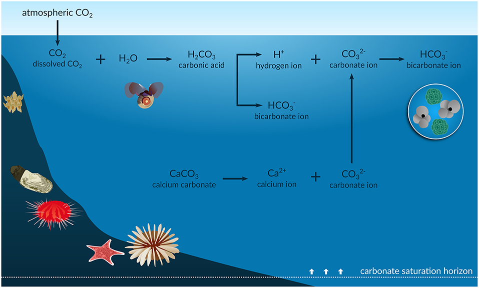 Process of ocean acidification, Frontiers | A Review and Meta-Analysis of Potential Impacts of Ocean Acidification on Marine ...
