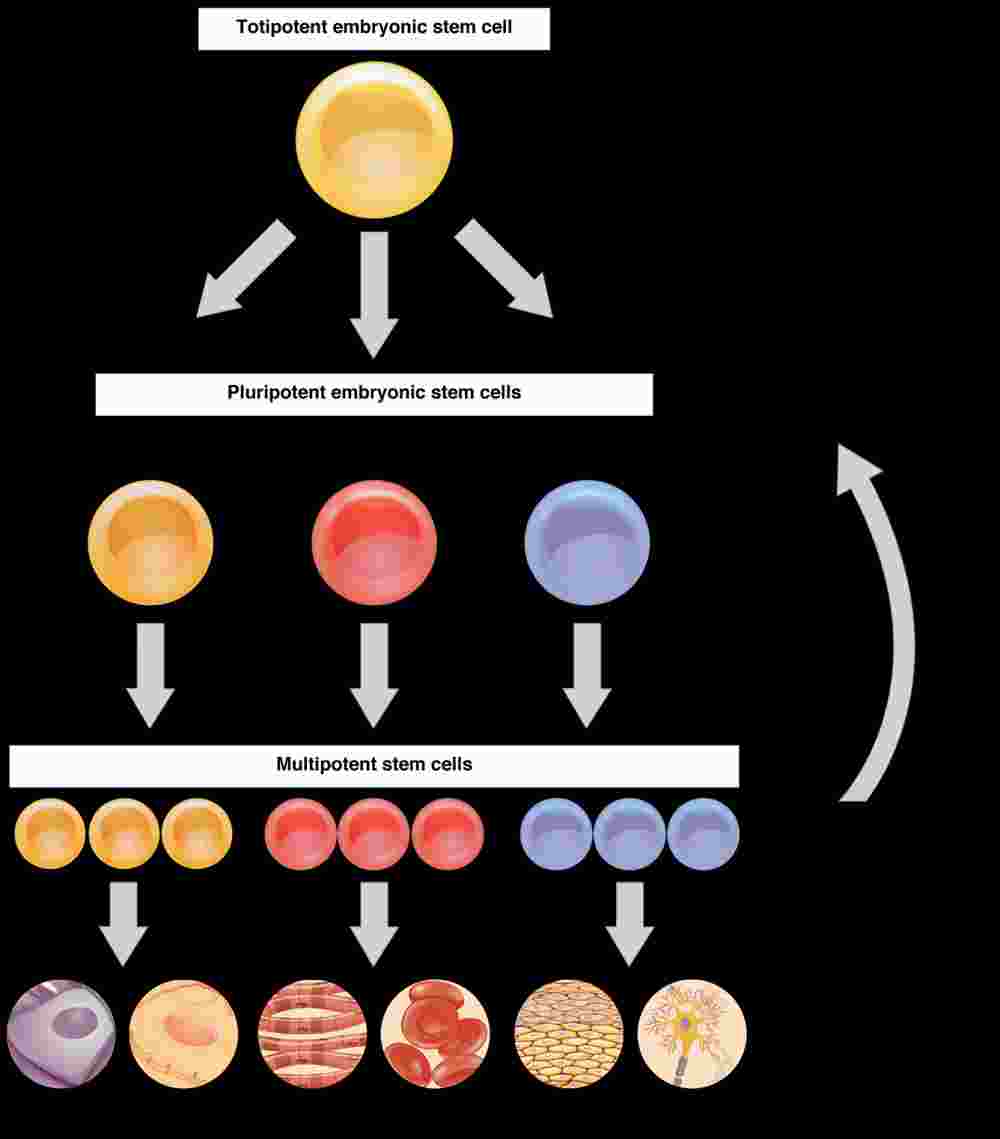 Process of stem cell differentiation, Cellular Differentiation | Anatomy and Physiology I