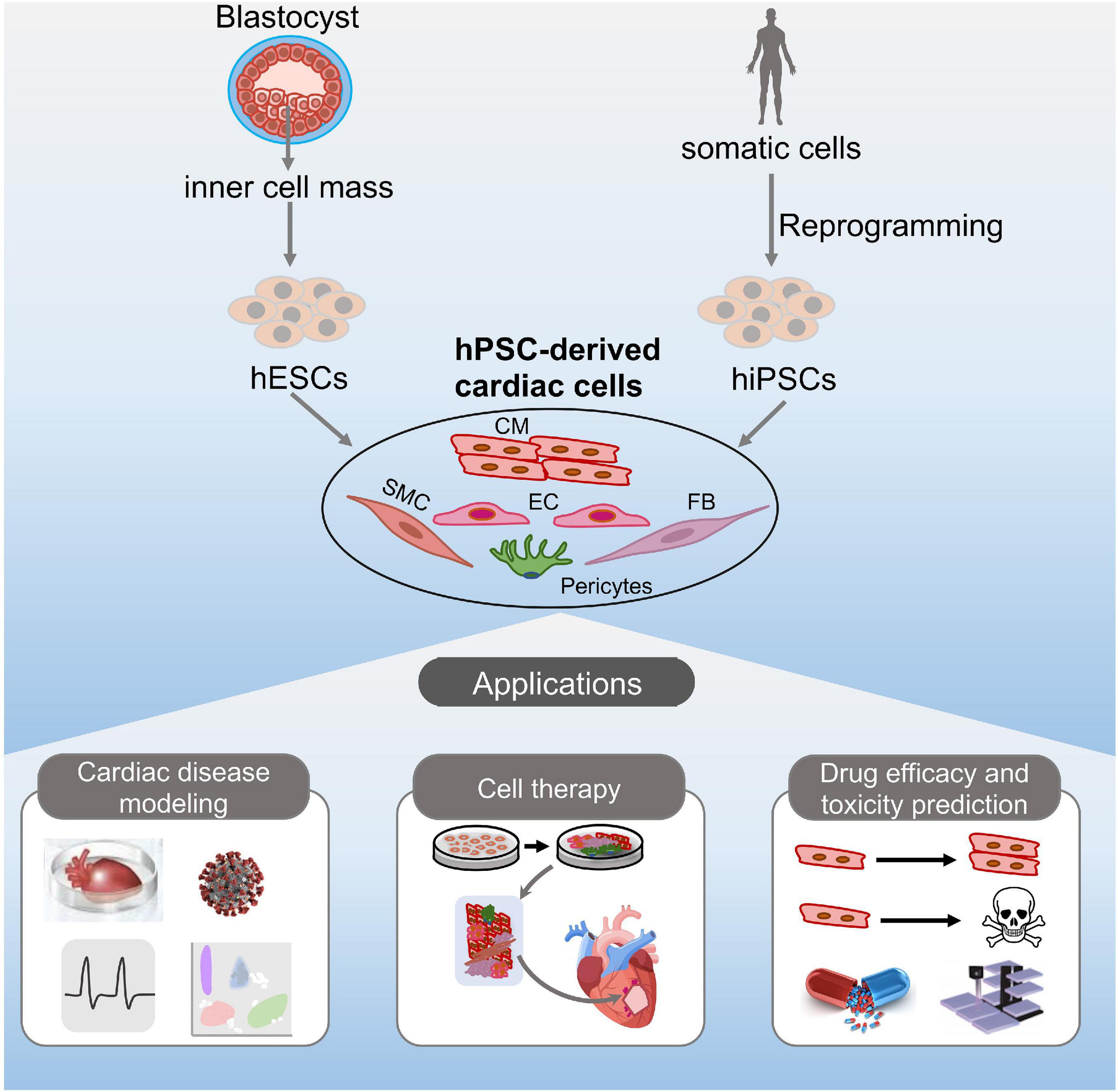 Process of stem cell differentiation, Frontiers | Human Pluripotent Stem Cell-Derived Cardiac Cells: Application in Disease Modeling ...