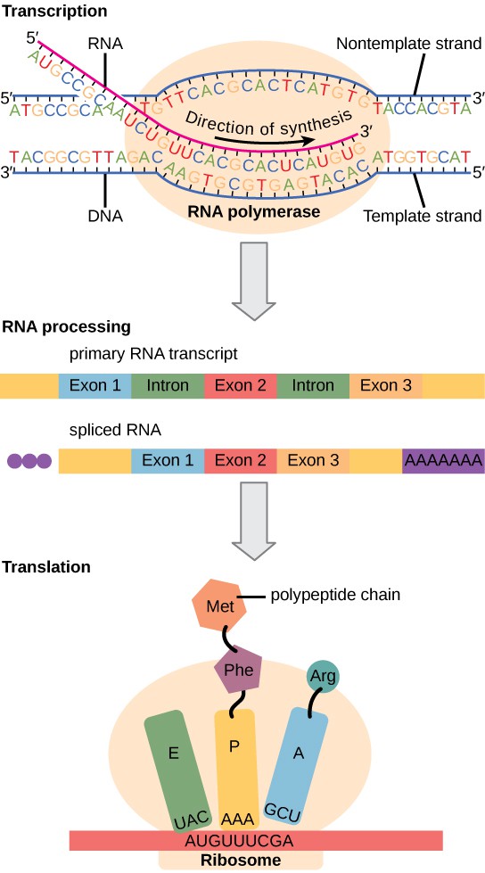 Protein-coding genes, How Genes Are Regulated | OpenStax: Concepts of Biology