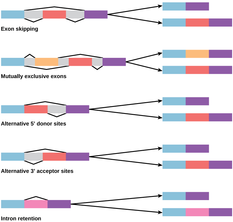 Protein-coding genes, How Genes Are Regulated · Concepts of Biology
