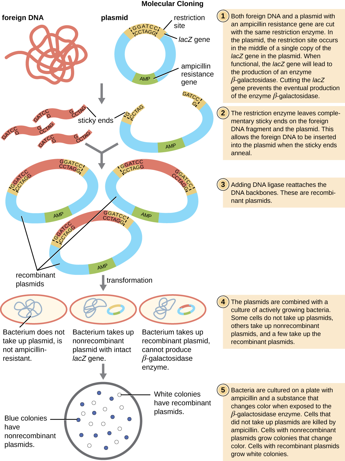Principles of recombinant DNA technology, Microbes and the Tools of Genetic Engineering · Microbiology
