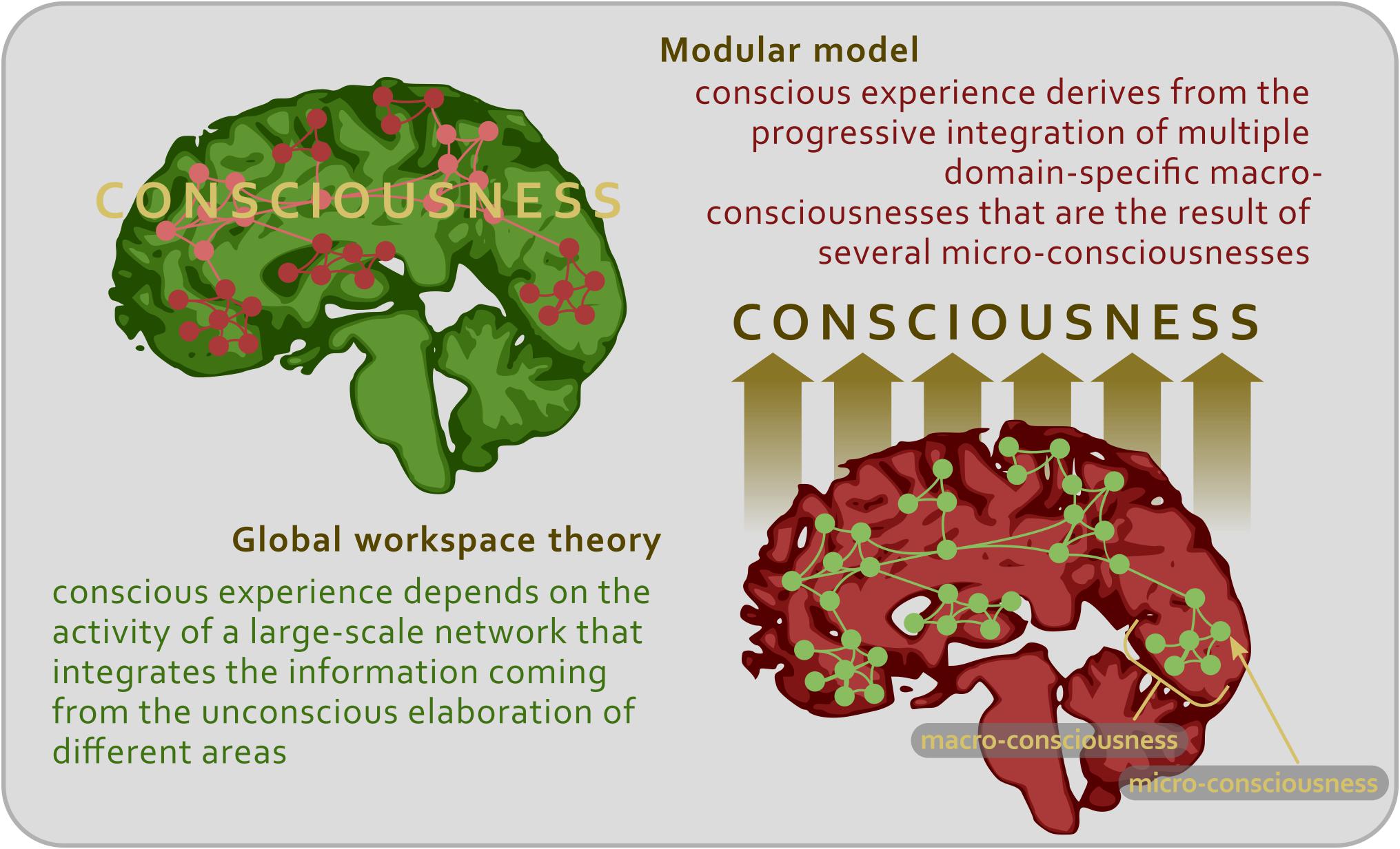 Reflective vs reactive decision-making, Frontiers | The Neural Correlates of Consciousness and Attention: Two Sister Processes of the Brain
