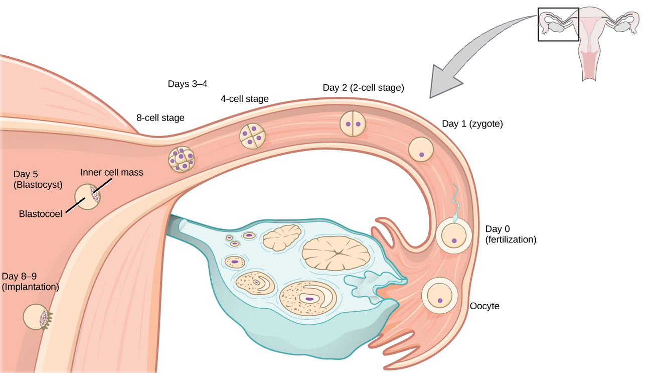 Reproductive System Adaptations, Human Pregnancy and Birth | Biology for Majors II
