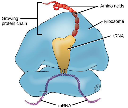 Ribosomal Structure and Function, Translation · Concepts of Biology