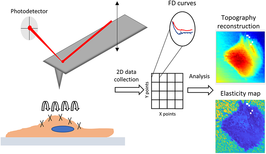 Scanning Tunneling Microscopy (STM) and Atomic Force Microscopy (AFM), Frontiers | Advanced and Rationalized Atomic Force Microscopy Analysis Unveils Specific ...