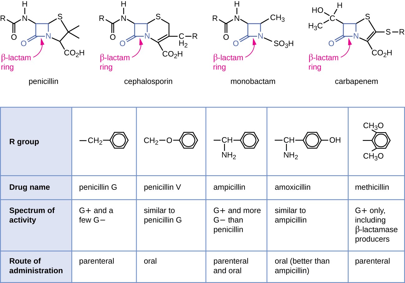 Selectivity of antibacterial drugs, Mechanisms of Action of Antibacterial Drugs | Microbiology