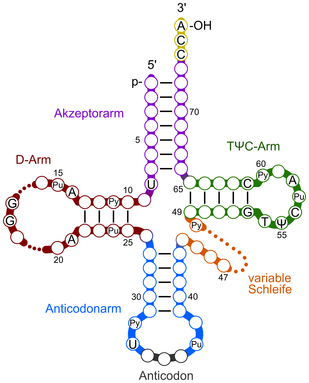 Single-Stranded Structure and Hairpin Loops, File:The tRNA cloverleaf general.svg - Wikimedia Commons