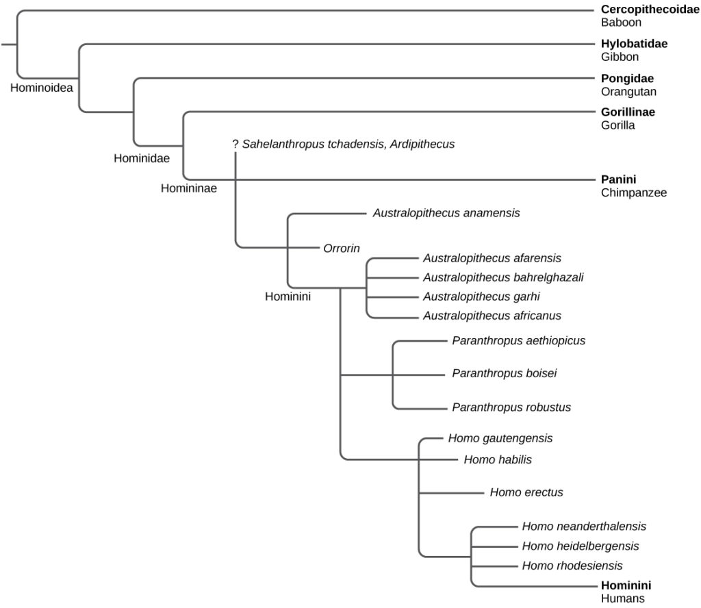 Stages of human evolution, Evolution of Humans | Biology for Majors II