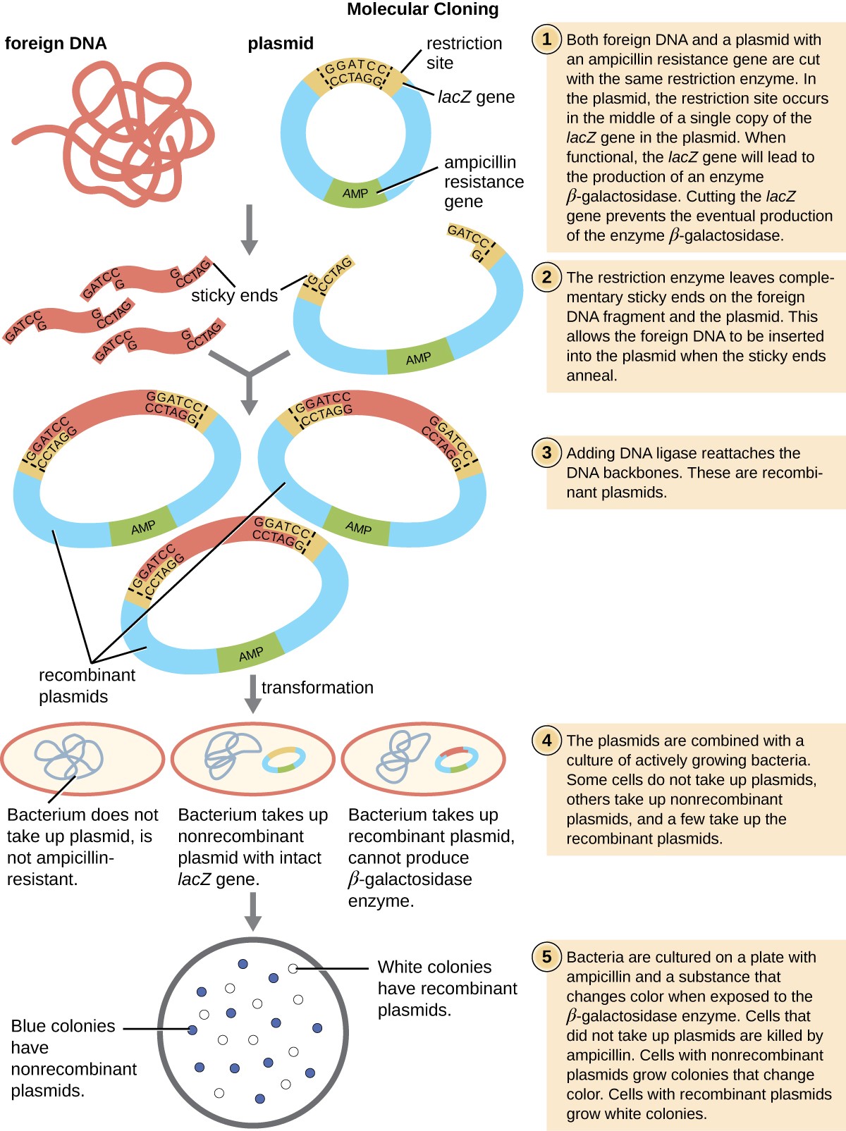 Steps in automated DNA synthesis, 12.1 – Microbes and the Tools of Genetic Engineering – Microbiology 201