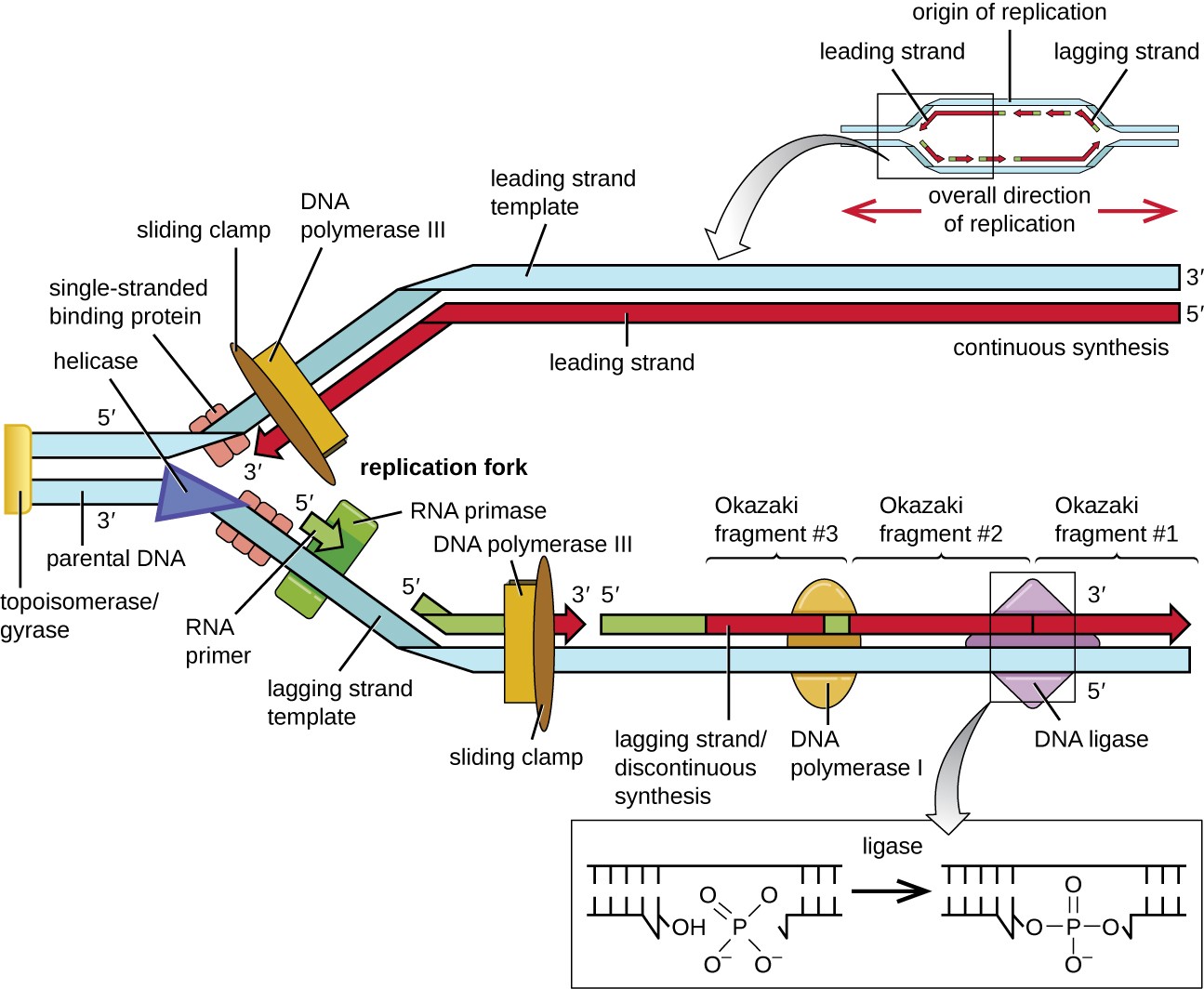 Steps in automated DNA synthesis, 11.2 – DNA Replication – Microbiology 201