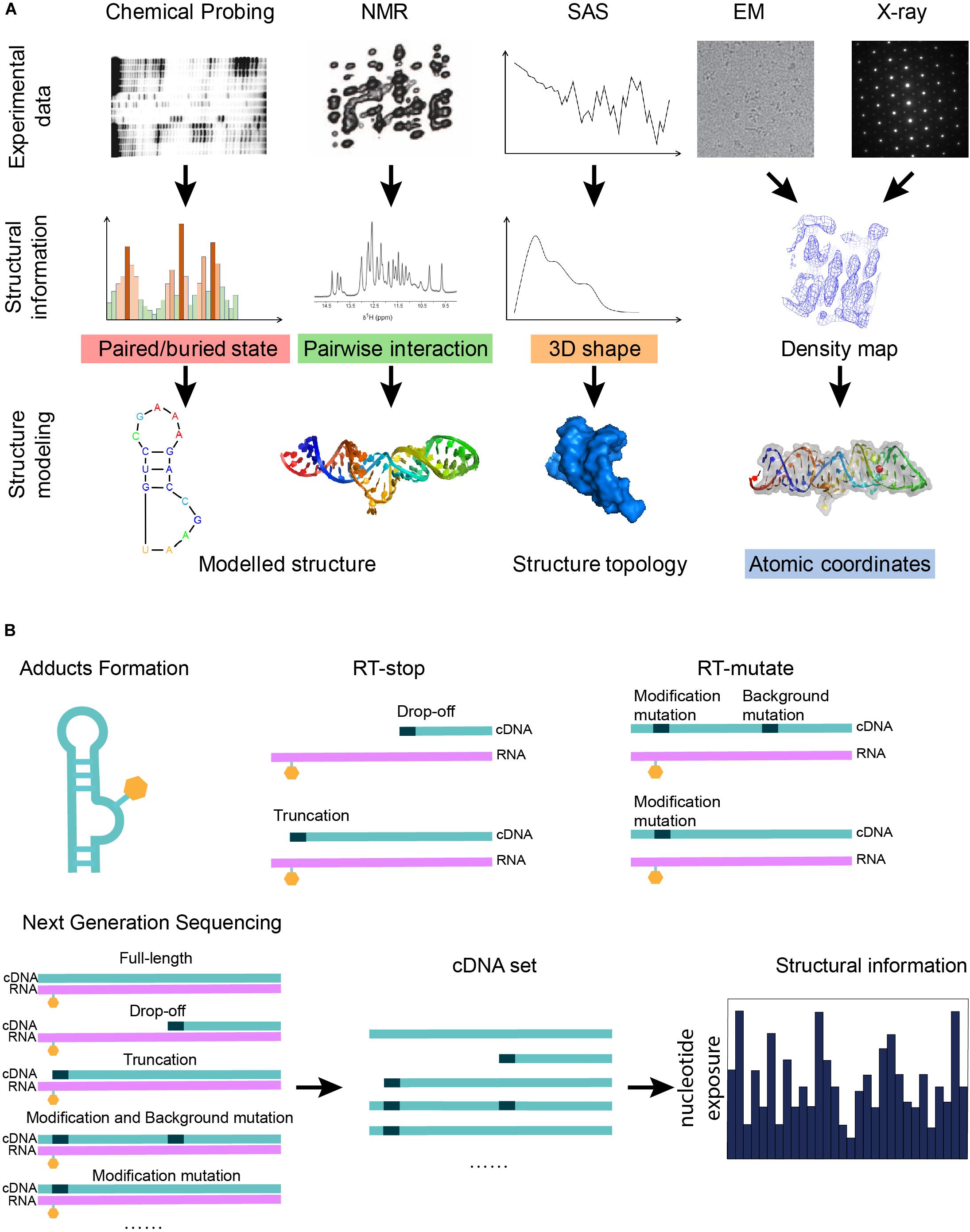 Definition and purpose, Frontiers | Advances in RNA 3D Structure Modeling Using Experimental Data