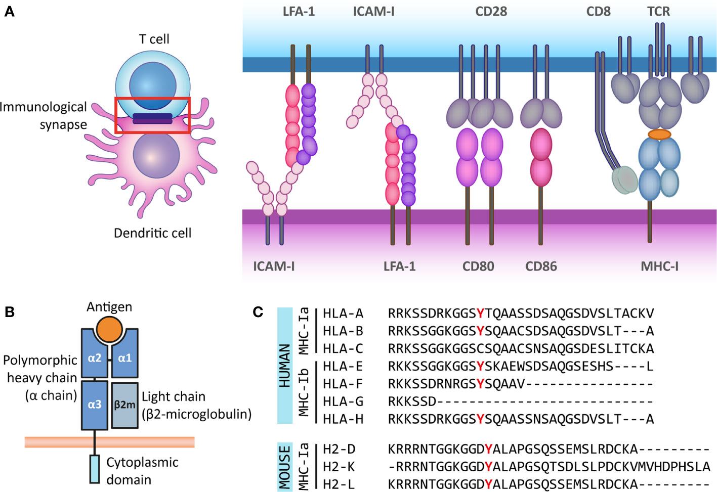 Structure and function of MHC molecules, Frontiers | Reverse Signaling by MHC-I Molecules in Immune and Non-Immune Cell Types