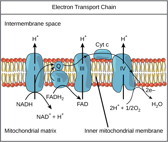 Structure and function of electron carriers, Reading: Electron Transport Chain | Biology I