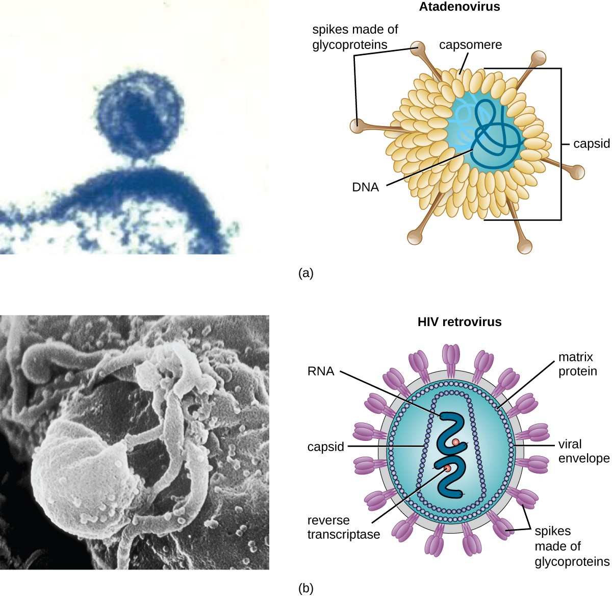 Structure and genetics of viruses, Viruses | Microbiology