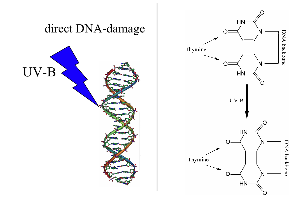 Types of DNA damage, Direct DNA damage - Wikipedia
