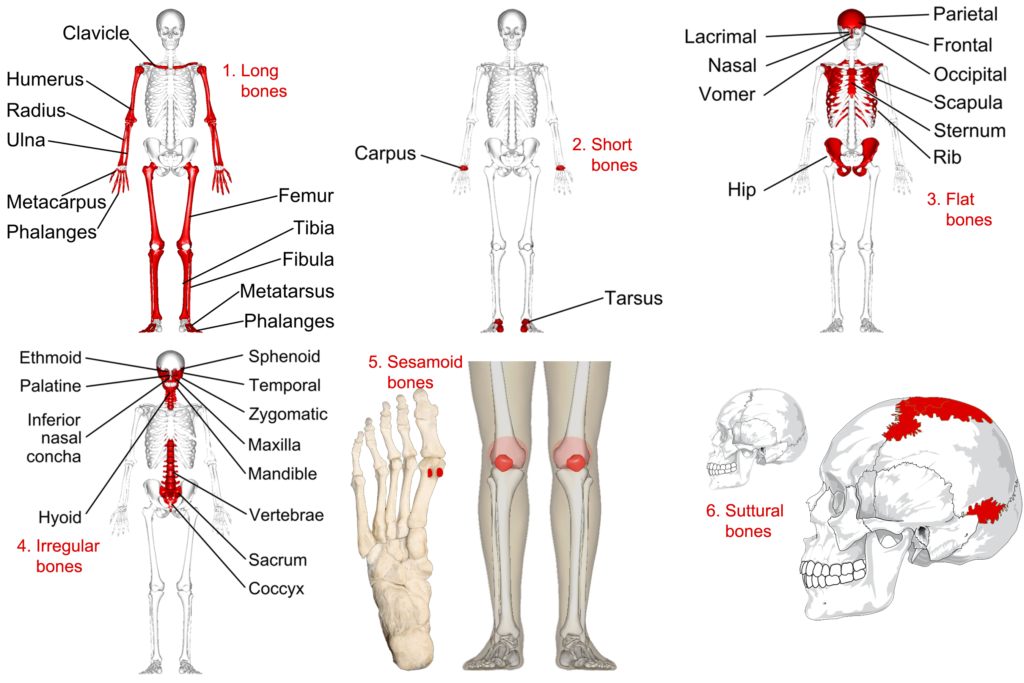 Types of human skeletal bones, Categorizing Bones by Shape | Human Anatomy and Physiology Lab (BSB 141)