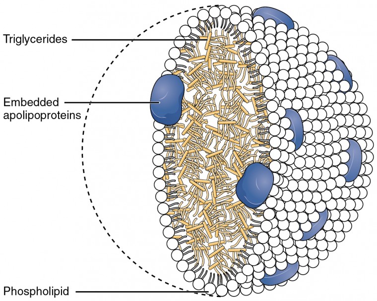 Classify the main types of lipids, including triglycerides, phospholipids, and steroids, Lipid Metabolism | Anatomy and Physiology II