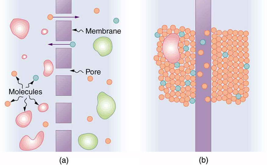 Types of membrane separation processes, Molecular Transport Phenomena: Diffusion, Osmosis, and Related Processes | Physics