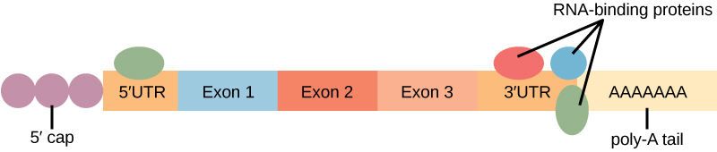 Types of Post-Transcriptional RNA Modifications, Eukaryotic Post-transcriptional Gene Regulation | OpenStax Biology 2e