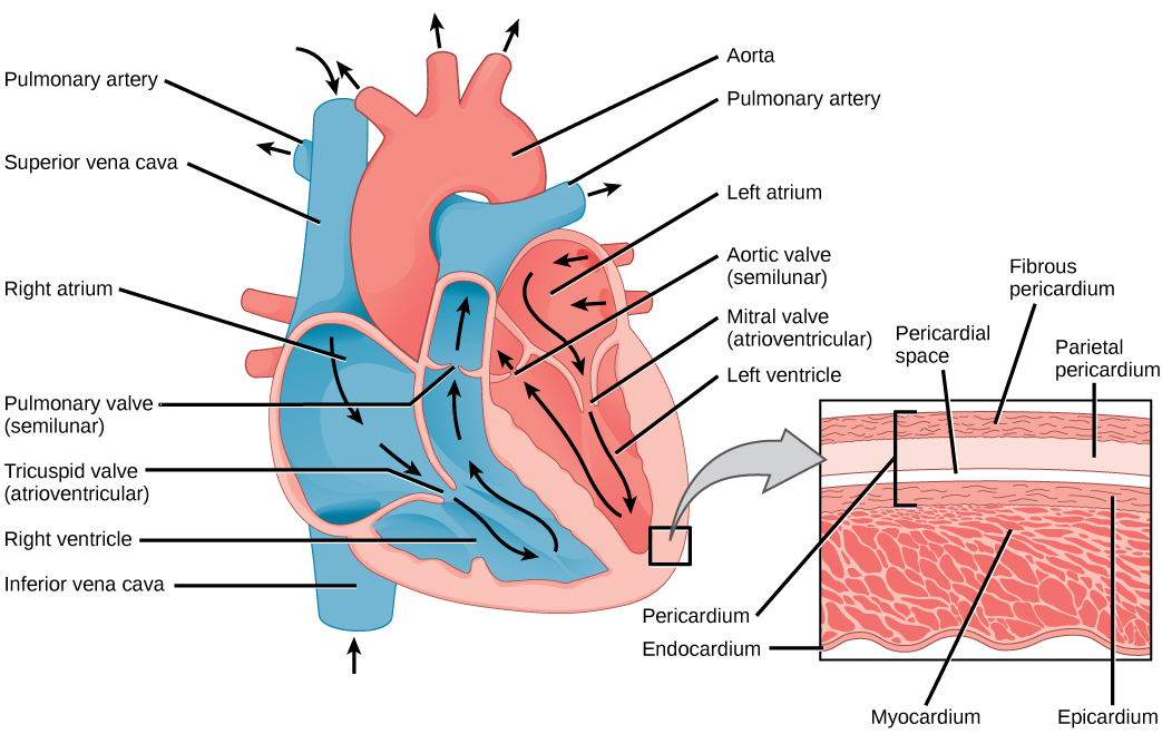 Structure and function of cardiac muscle, Structure of the Heart | Biology for Majors II