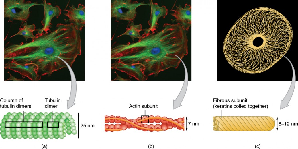 Structure and function of cytoskeleton, The Cytoplasm and Cellular Organelles | Anatomy and Physiology I