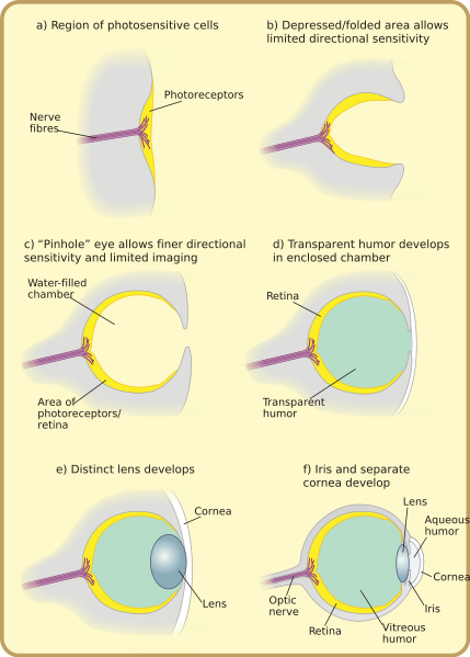 Differences in eye structure, Musings of a Biologist and Dog Lover: The Eyes Have It