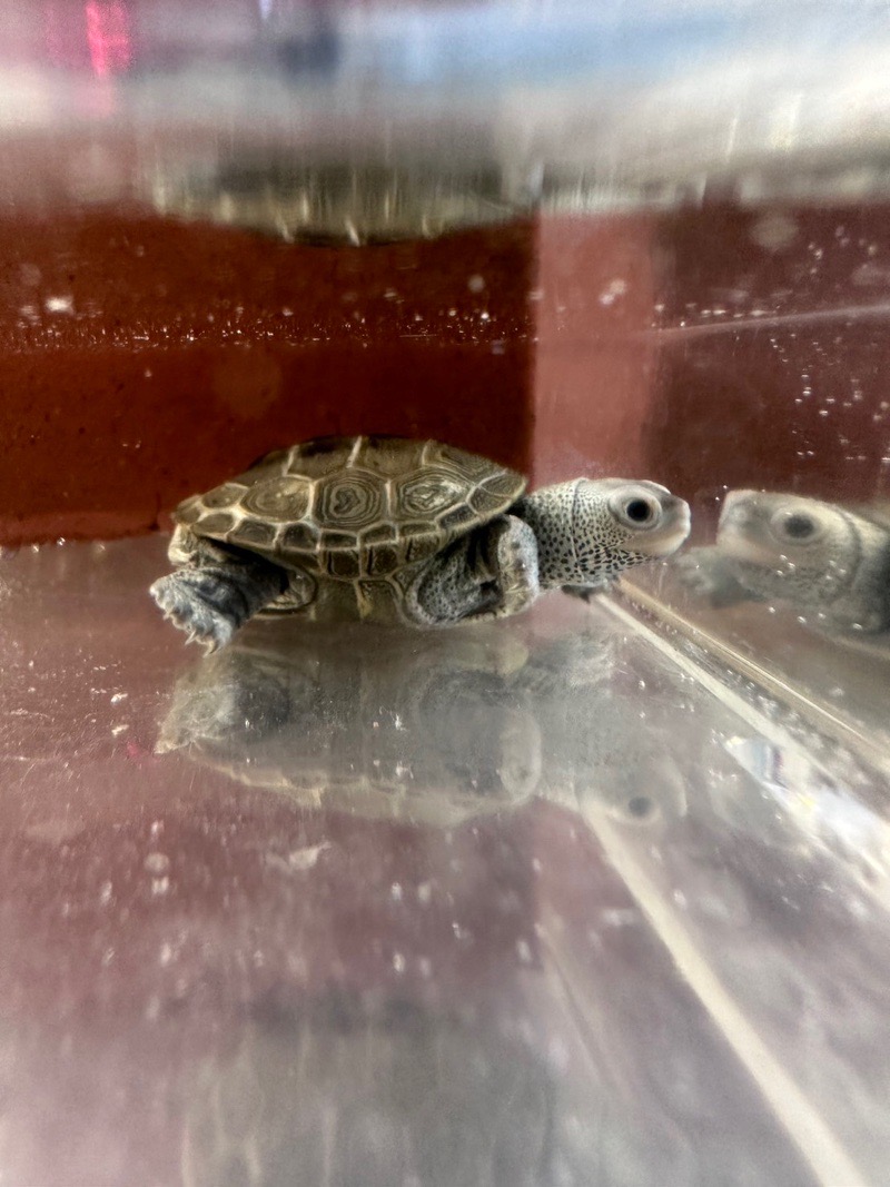 ナチュラ Terrapin テラピン 容量8L | deborahmarshlaw.com