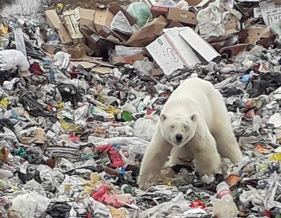 Um urso polar está em uma cena do filme urso polar.