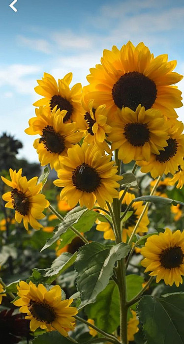 cc0d7b8ed87f7399a62c2b1024824caf