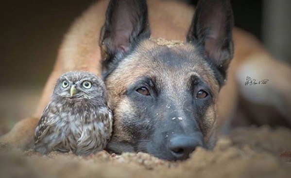 Tiny Owlet Meets A Giant Shepherd. And Their Friendship Is Too Cute To Be True! Screen Shot 2016 08 12 at 1.16.11 PM - Tiny Owlet Meets A Giant Shepherd. And Their Friendship Is Too Cute To Be True!