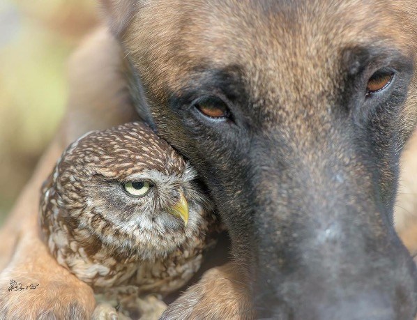 Tiny Owlet Meets A Giant Shepherd. And Their Friendship Is Too Cute To Be True! Screen Shot 2016 08 12 at 1.17.13 PM - Tiny Owlet Meets A Giant Shepherd. And Their Friendship Is Too Cute To Be True!