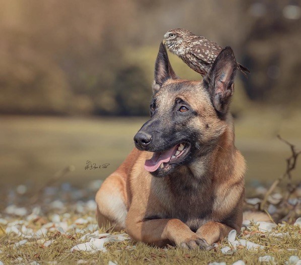 Tiny Owlet Meets A Giant Shepherd. And Their Friendship Is Too Cute To Be True! Screen Shot 2016 08 12 at 1.18.15 PM - Tiny Owlet Meets A Giant Shepherd. And Their Friendship Is Too Cute To Be True!