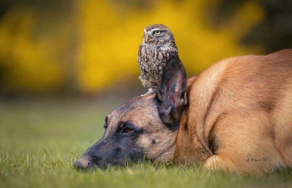 Tiny Owlet Meets A Giant Shepherd. And Their Friendship Is Too Cute To Be True! Screen Shot 2016 08 12 at 1.19.03 PM - Tiny Owlet Meets A Giant Shepherd. And Their Friendship Is Too Cute To Be True!