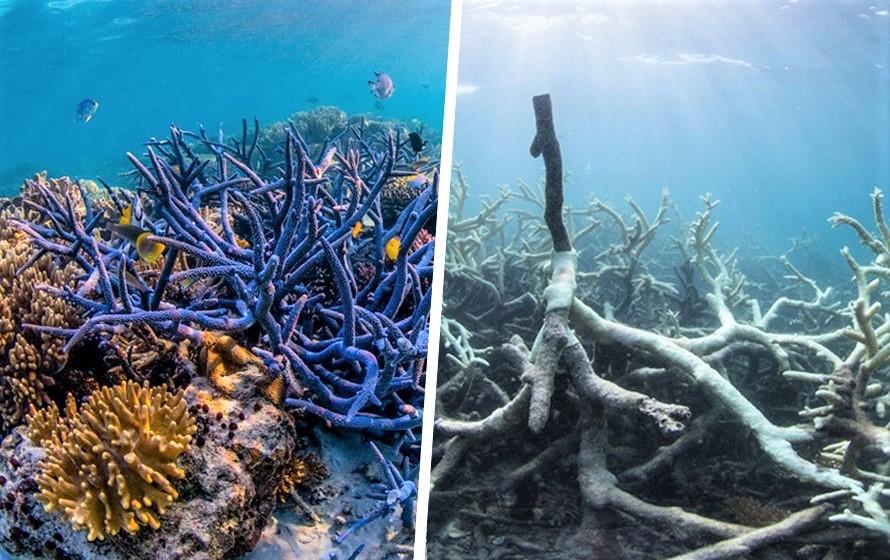 La Grande Barrière de Corail est en "phase terminale" de cancer 2016 06 09 corals - La Grande Barrière de Corail est en "phase terminale" de cancer