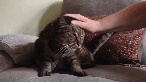생일 맞은 31살 고양이... ‘못마땅한 표정’을 짓는 이유는? 31 year old cat nutmeg 6 - 생일 맞은 31살 고양이... ‘못마땅한 표정’을 짓는 이유는?