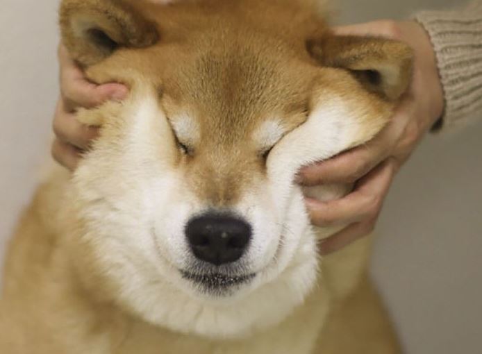 boredpanda